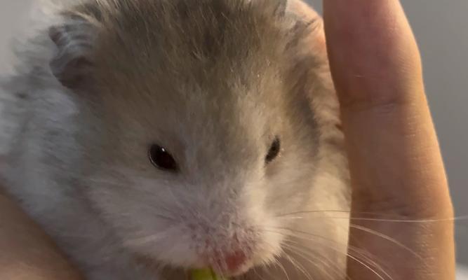 Black Bear and Golden Bear Hybrid Features and Ecological Impact(图2)