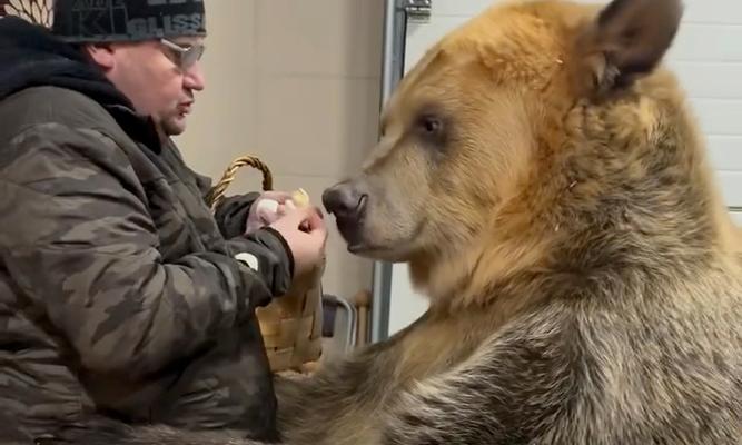 Black Bear and Golden Bear Hybrid Features and Ecological Impact(图3)