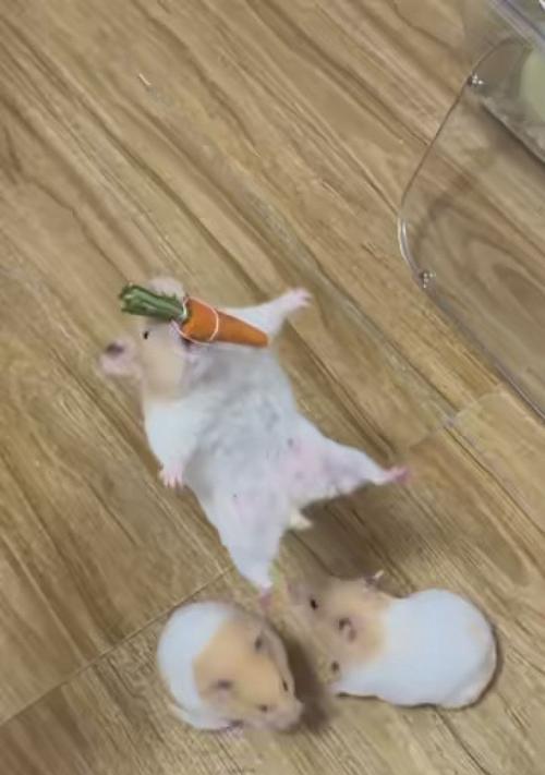 Black Bear and Golden Bear Hybrid Featur