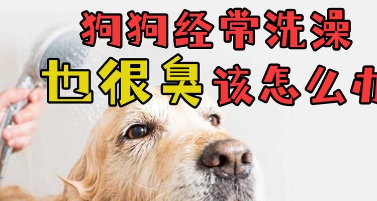 如何解决狗身臭味问题｜消除异味实用指南(图2)