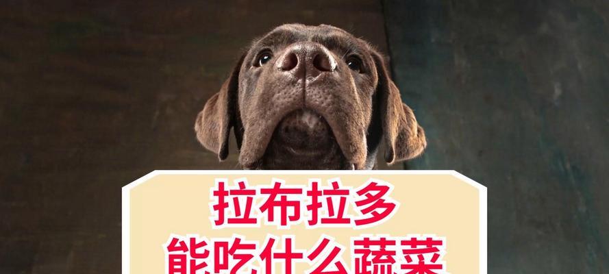 拉布拉多犬肉类营养需求指南｜科学喂养全攻略(图1)