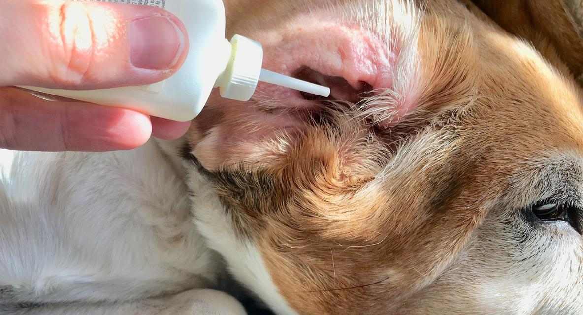 如何解决狗身臭味问题｜消除异味实用指南(图3)