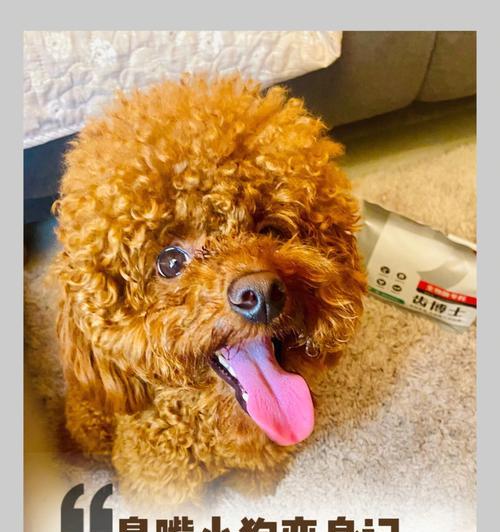 如何解决狗身臭味问题｜消除异味实用指南