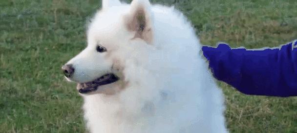 与人亲近的宠物动物选择指南｜避免咬人风险全攻略(图2)