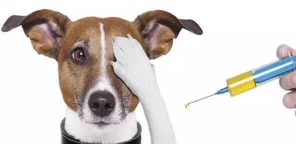 狗狗打疫苗种类与接种时机全攻略｜保护爱犬健康