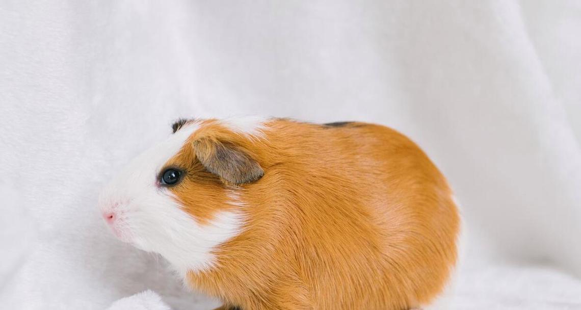 与人亲近的宠物动物选择指南｜避免咬人风险全攻略