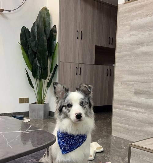 边牧发烧吃什么药？有效治疗药物与护理指南｜实用手册(图3)