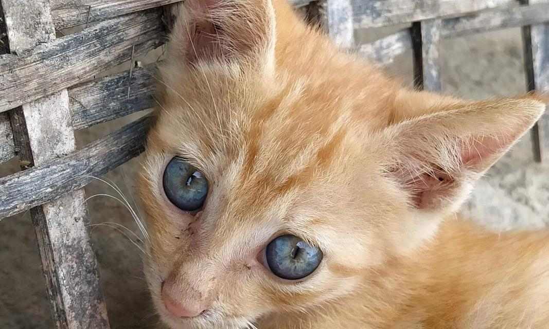 猫眼下的世界：探索猫眼结构与视觉奥秘｜全解析(图3)