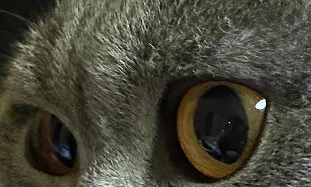 猫眼下的世界：探索猫眼结构与视觉奥秘｜全解析(图2)