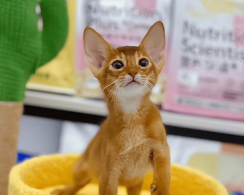 与人亲近的宠物动物选择指南｜避免咬人风险全攻略(图3)