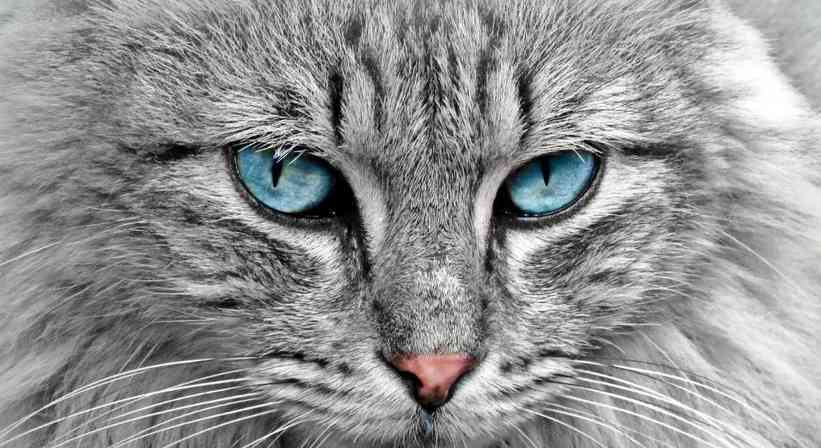 猫眼下的世界：探索猫眼结构与视觉奥秘｜全解析