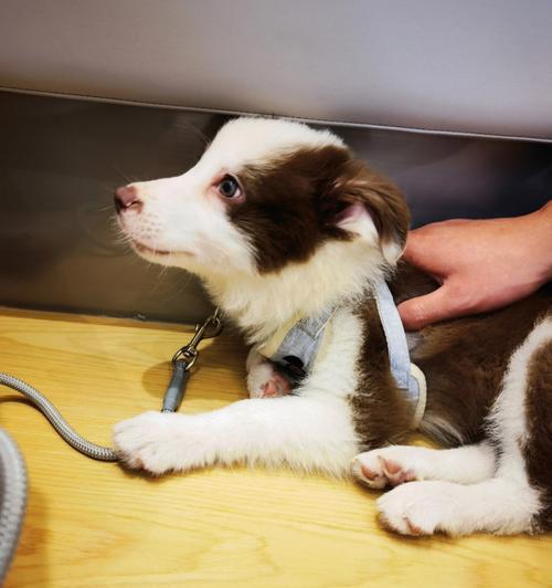 边牧发烧吃什么药？有效治疗药物与护理指南｜实用手册