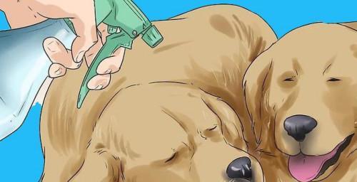 如何防止狗狗打架｜培养和谐犬群关系实用指南(图1)