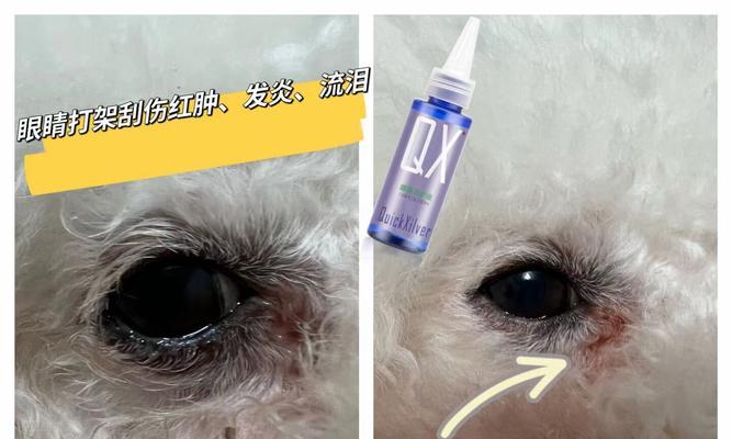 如何防止狗狗打架｜培养和谐犬群关系实用指南(图3)