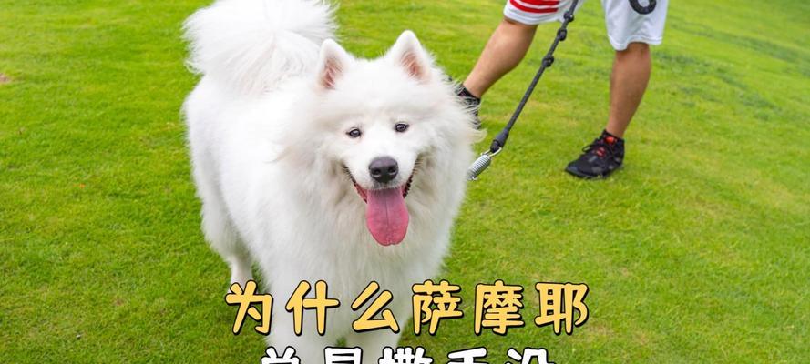 为何萨摩不爱玩球？探寻独特游戏偏好与互动技巧(图3)