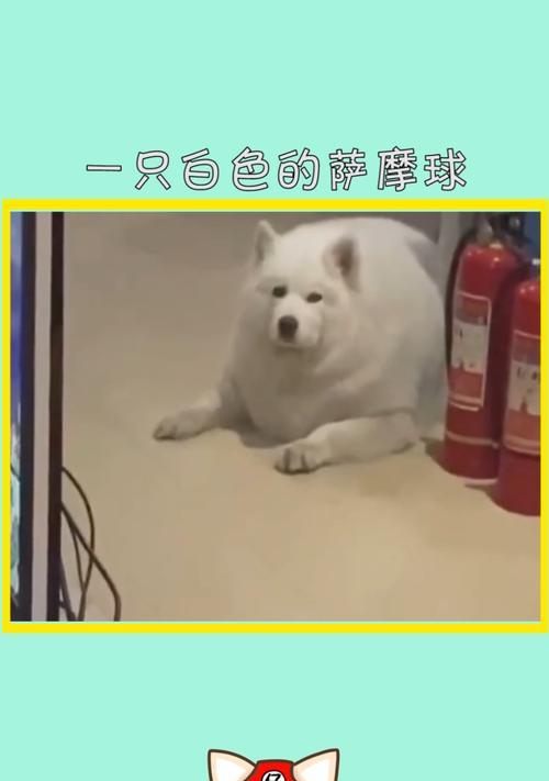 为何萨摩不爱玩球？探寻独特游戏偏好与互动技巧