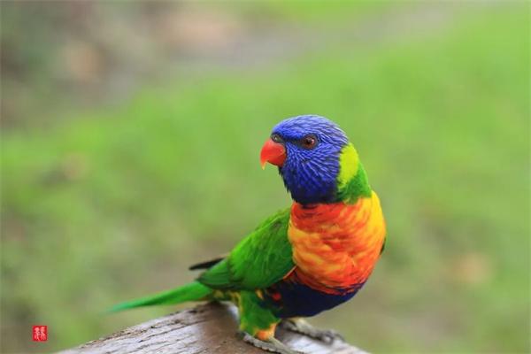 如何帮宠物鸟修剪翅膀？掌握正确方法避免伤害｜实用指南(图2)