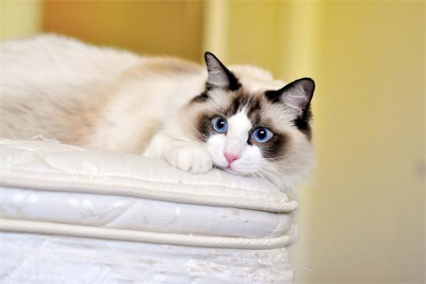 猫咪频繁去猫砂盆不尿不拉原因解析及应对指南