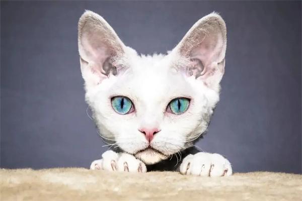 猫尾巴烂了怎么办？原因分析及应对措施全攻略