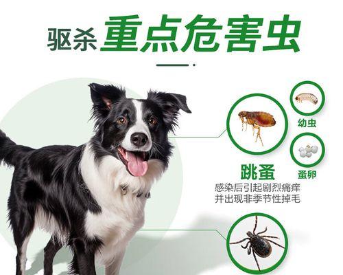 狗身上起包用什么药最有效｜治疗方法全攻略