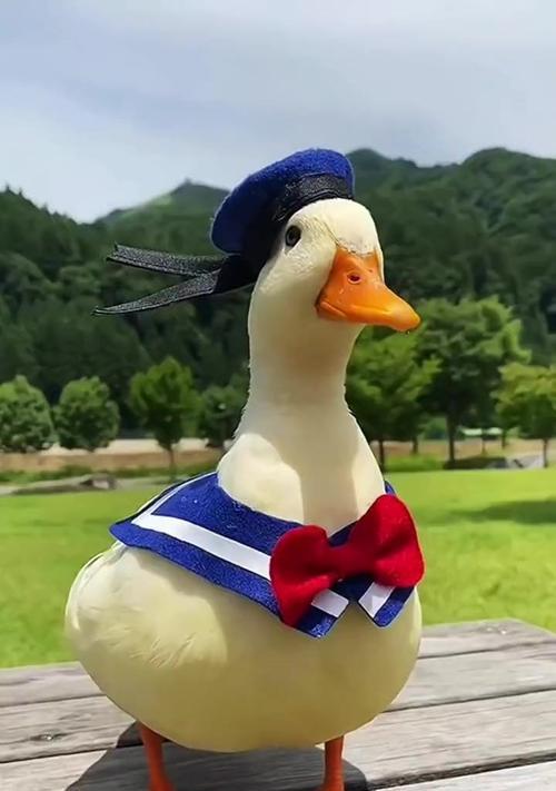 学生最适合养什么宠物｜选择宠物实用指南与注意事项(图1)