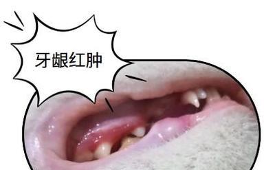 猫咪牙龈发炎出血的药物选择与治疗指南｜口腔护理全攻略
