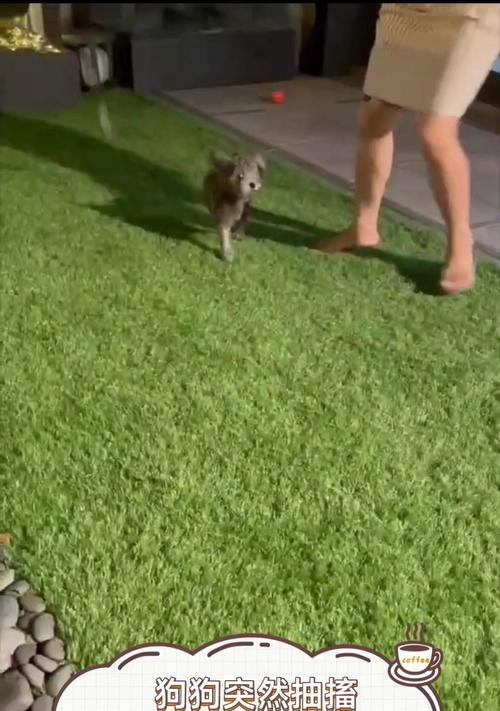 小狗患上狗瘟的症状识别与防治方法｜实用指南(图1)