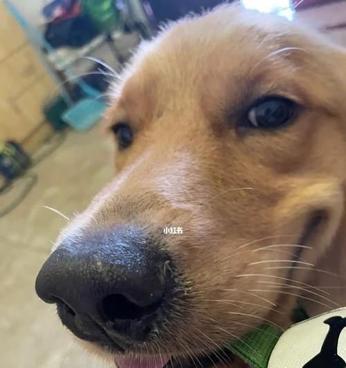 狗狗感冒症状揭秘｜常见迹象识别与应对方法全攻略(图3)