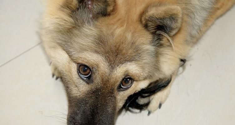 分脸狗基因变异与特殊性格特征揭秘｜深度解析(图3)