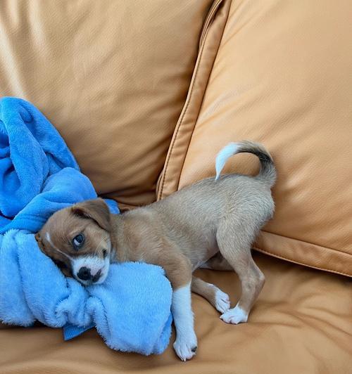 狗狗感冒症状揭秘｜常见迹象识别与应对方法全攻略