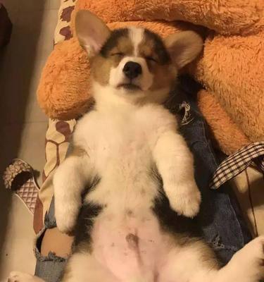 分脸狗基因变异与特殊性格特征揭秘｜深度解析