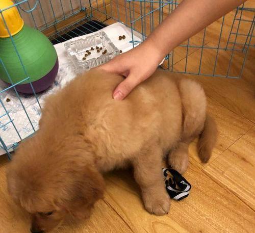 金毛尿液为什么是白色｜解密成分与健康关系(图3)