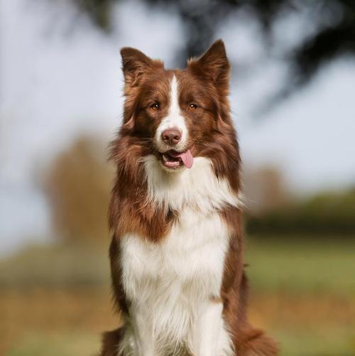 生长犬的特征及培养方法｜幼犬成长全攻略(图3)