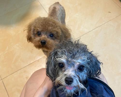 灰泰迪配对颜色全解析｜探索灰泰迪配对新颜色宇宙(图3)