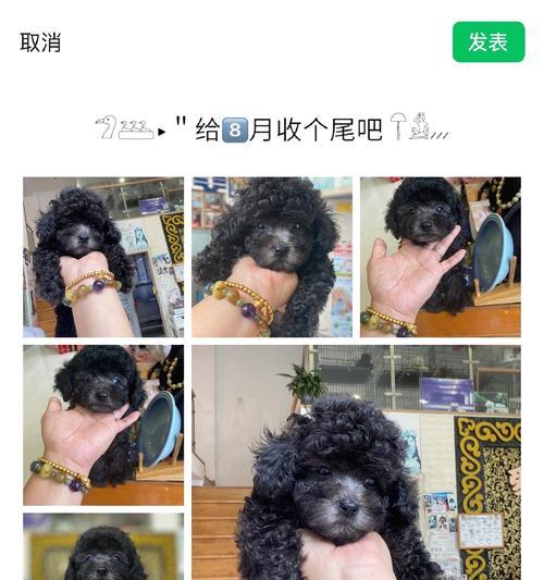 灰泰迪配对颜色全解析｜探索灰泰迪配对新颜色宇宙(图2)