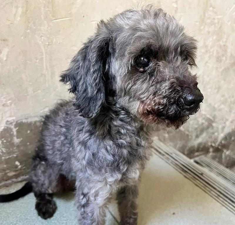 灰泰迪配对颜色全解析｜探索灰泰迪配对新颜色宇宙