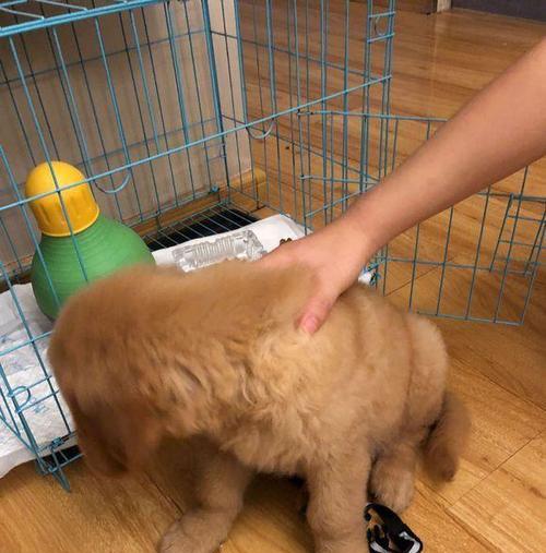 金毛尿液为什么是白色｜解密成分与健康关系