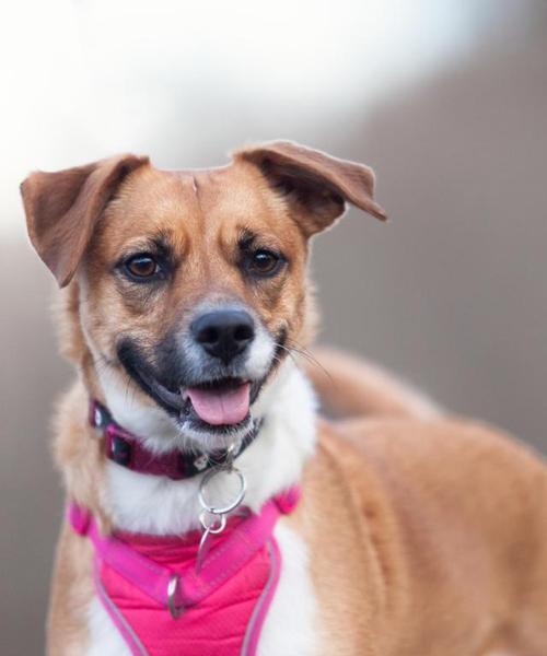 生长犬的特征及培养方法｜幼犬成长全攻略(图2)