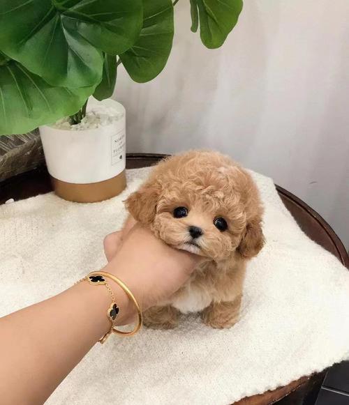 宠物泰迪幼犬饮水需求解析与水源选择指南｜实用建议(图3)