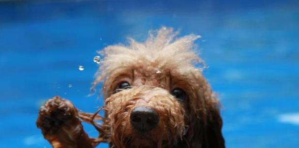 宠物泰迪幼犬饮水需求解析与水源选择指南｜实用建议