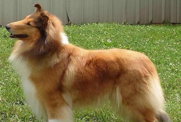 生长犬的特征及培养方法｜幼犬成长全攻略(图1)