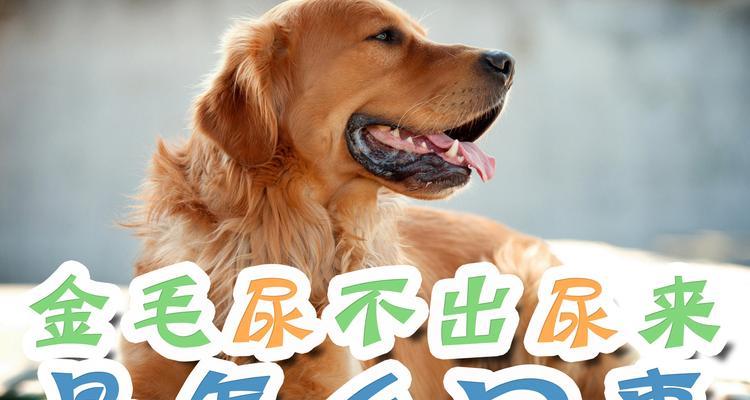 金毛尿液为什么是白色｜解密成分与健康关系(图2)