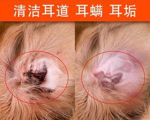 宠物泰迪幼犬饮水需求解析与水源选择指南｜实用建议(图2)