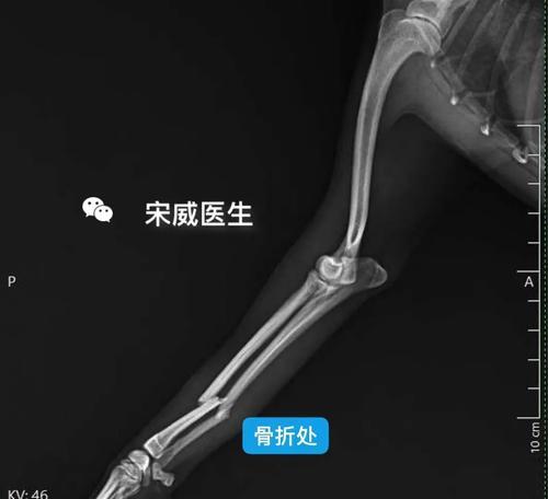 泰迪腿断了如何补充营养｜康复饮食实用指南(图3)