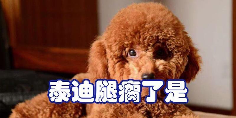 泰迪腿断了如何补充营养｜康复饮食实用指南(图2)