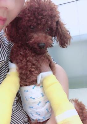 泰迪腿断了如何补充营养｜康复饮食实用指南