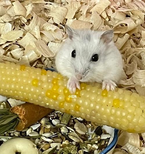 仓鼠浴沙的清新香气选择指南｜打造愉悦沐浴体验(图3)