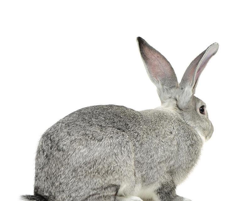 探秘灰白兔子的品种之谜（解读灰白兔子的独特魅力）(图3)