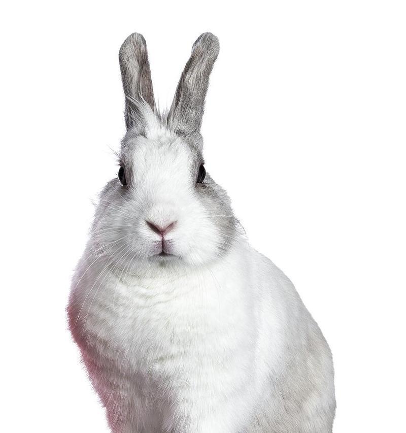 探秘灰白兔子的品种之谜（解读灰白兔子的独特魅力）(图1)