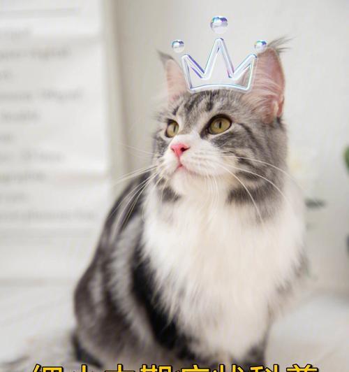 慢性细小症状全面解析（了解慢性细小症状及其治疗关键）(图2)